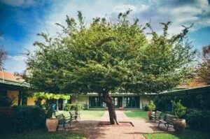 Ainslie + Gorman Arts Centres: an ACT arts organisation in a state of significant evolution. What will be the policy context for such evolution in 2015?